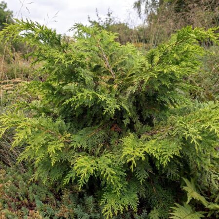 Mikrobioota 'Sibirteppe' C3 30/40cm