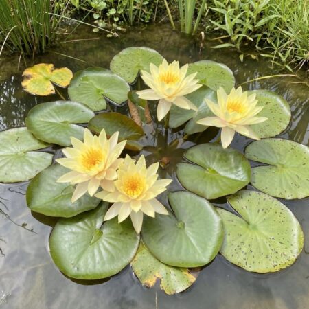 Vesiroos 'Yellow Sensation' P11