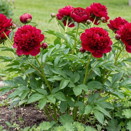 Pojeng 'Red Grace' C3,5