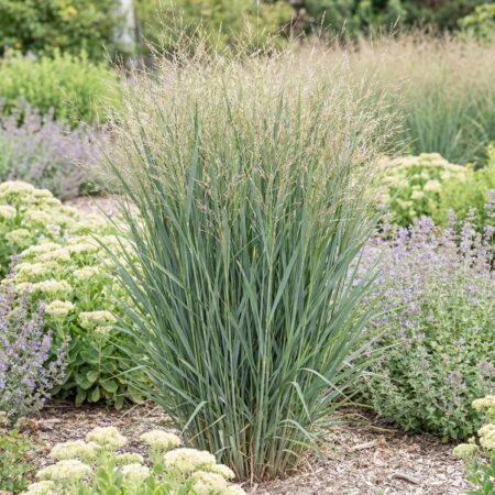 Vitshirss 'Northwind' C2