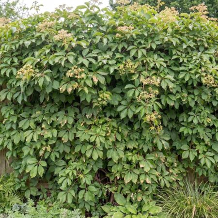 Harilik metsviinapuu C1 40/60cm