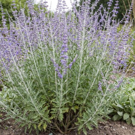 Harilik perovskia 'Blue Spire' 25/- C2.5