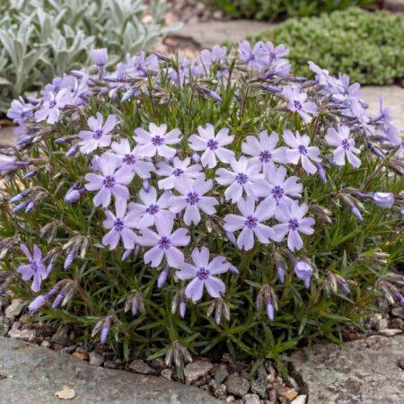 Nõeljal.leeklill 'Fabulos Blue Dark' P12