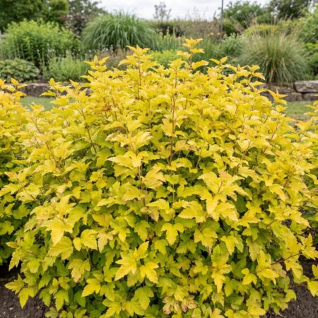 Lodjap.-põisenelas'Dart's Gold' C12