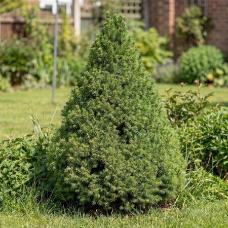 Jõulukuusk 'Conica'  C1 45cm