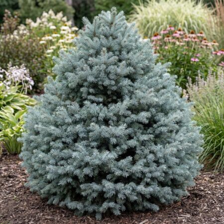 Kanada kuusk 'Sander's Blue' C2 25/30CM