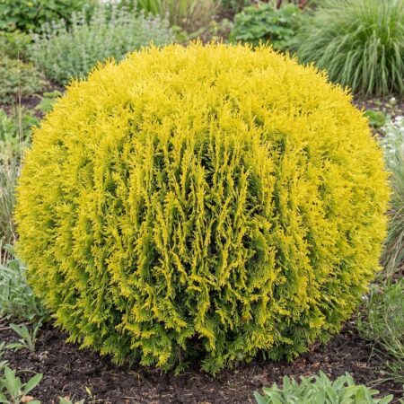 Ida-elupuu 'Aurea Nana' C10 60/80cm