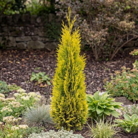 Ida-elupuu 'Pyramidalis Aurea' C3