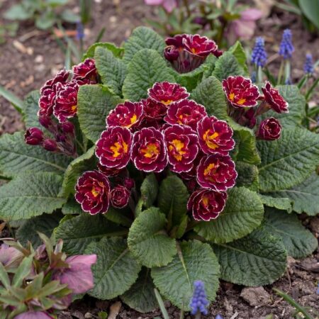 Varretu priimula 'Sirococco' valik P11