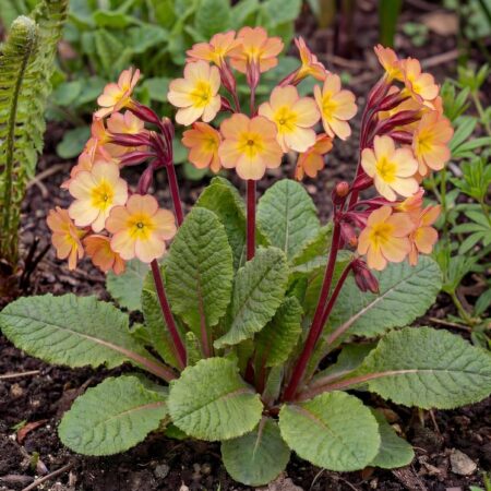 Kõrge  priimula 'Gold Nugget'valikP12