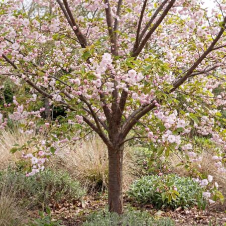 Lühiharj.kirsipuu'Autumnalis Rosea' C7