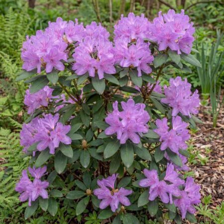 Tihe rodo 'Blumeria' C2 20/25cm