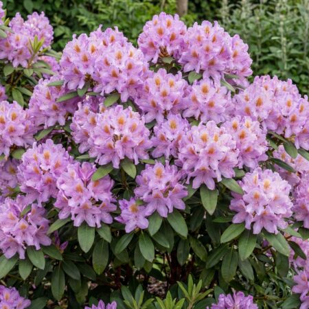 Rodo 'Catawbiense Grandiflorum'C20 50/60