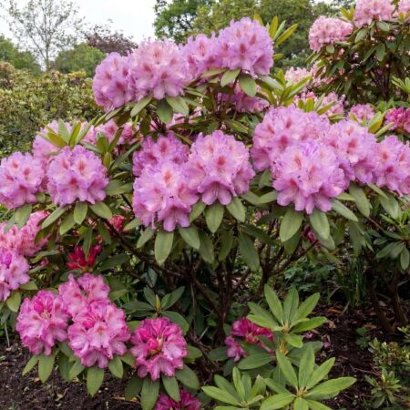 Rododendron 'English Roseum' C5 30/40