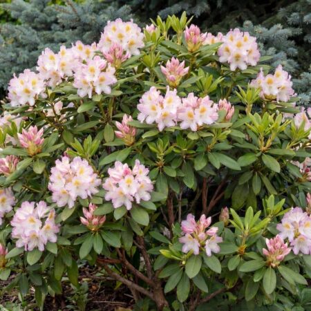 Rododendron 'Gomer Waterer' C10 40-50 CM
