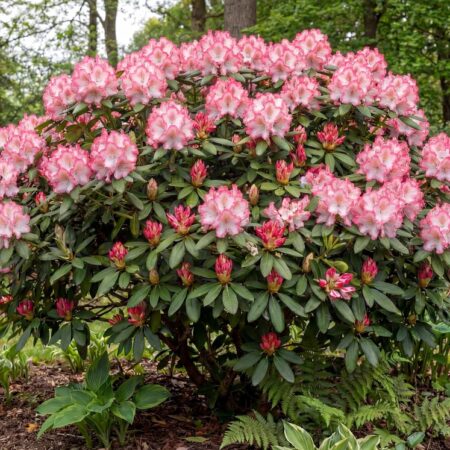 Rododendron 'Hachmann's Charmant'C10 50/
