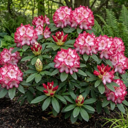 Rododendron Lumie C5