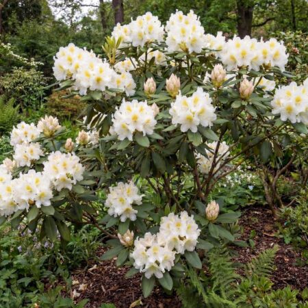 Rododendron 'Madam Masson' C10 50-60 cm
