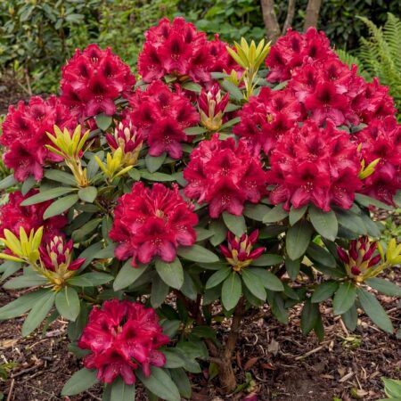 Rododendron 'Nova Zembla' C10