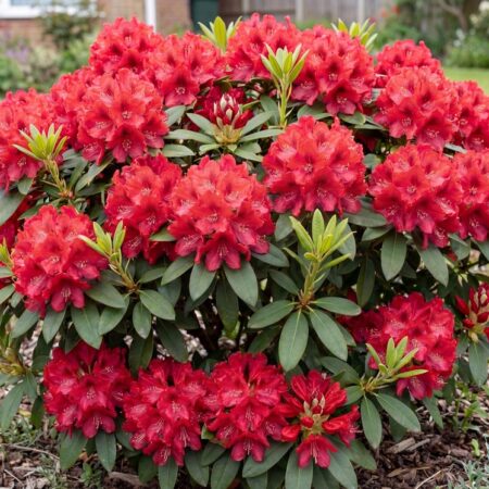 Rodo 'Red Jack' C3 30/40cm