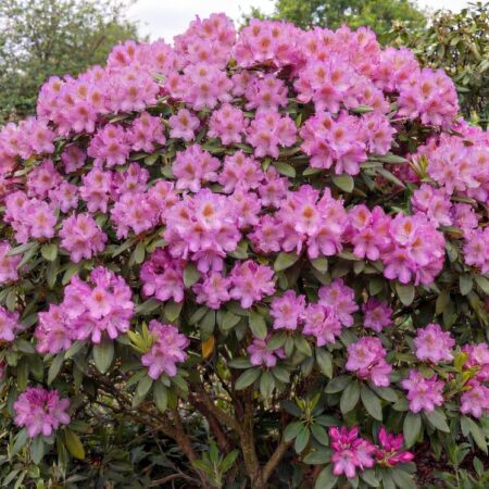 Rododendron 'Roseum Elegans' C5 40/50 cm