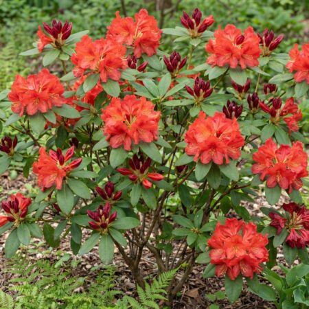 Heitlehine rodo 'Royal Command' C5 30+cm