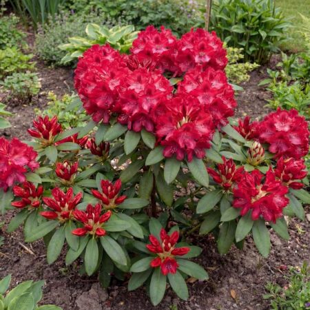 Rododendron Wilgens Ruby  C5