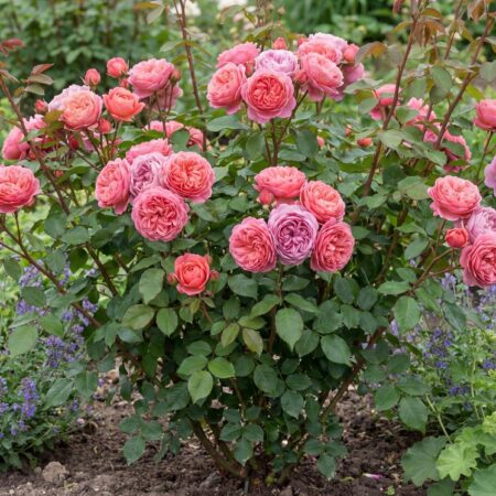 Roos  'Boscobell'® C3
