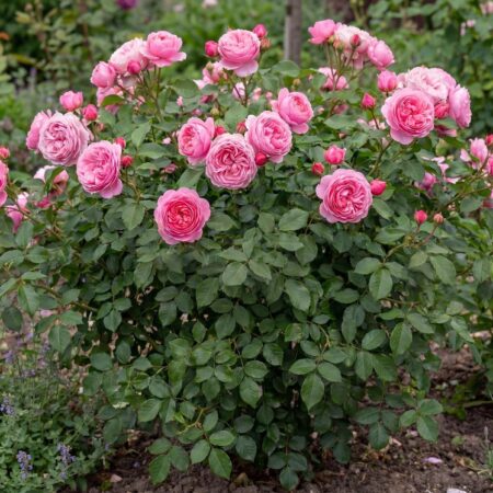 Roos  'Princess Alexander of Kentl'® C3