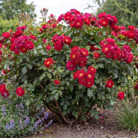 Potiroos 'Star Roses' P10,5 26 cm