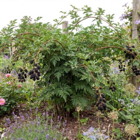 Pampel 'Thornless Evergreen' C2 60 cm