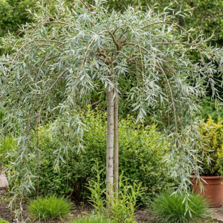 Punapaju 'Pendula' C7,5 120cm tuvi