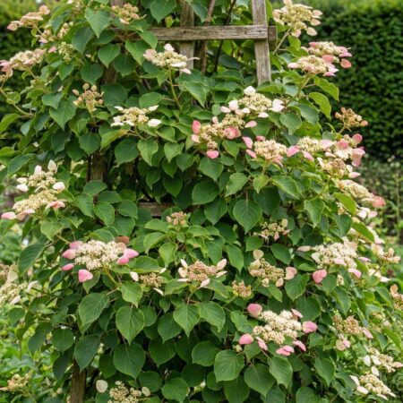 Roniv hortensia 'Rose Sensation'
