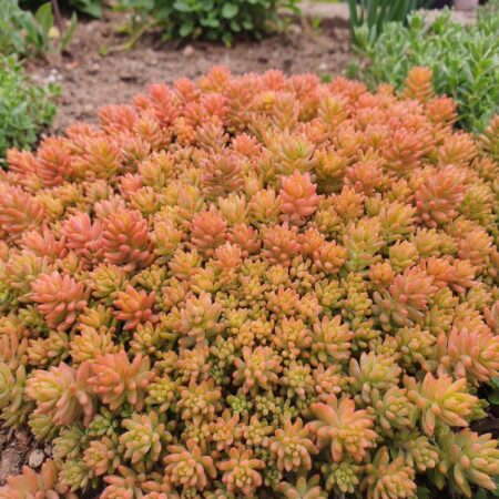 Valge kukehari Coral Carpet P12