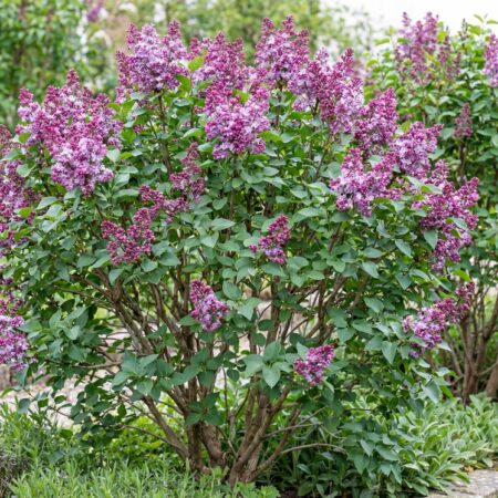Sirel 'Bloomerang Dark Purple'C3 40/50cm