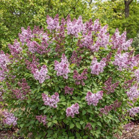 H. sirel 'Sugar Plum Fairy' C4 50/60cm