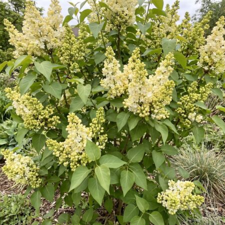 Harilik sirel 'Primrose' C10 70/90cm