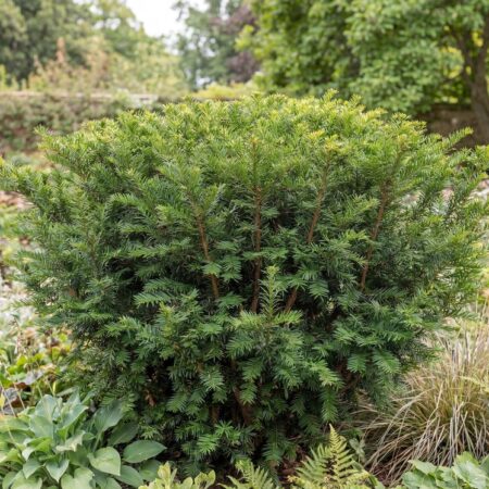 Värd-jugapuu 'Densiformis' C3 30/40cm