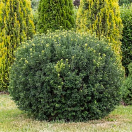 Igihaljas jugapuu 'Farmen' C3 50/60cm