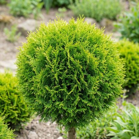 Harilik elupuu 'Danica' C2 20/25cm