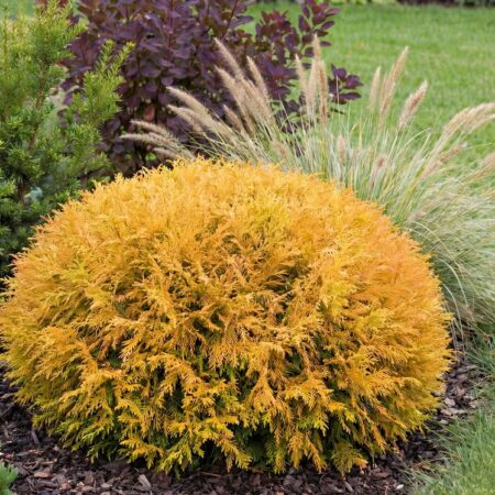 H. elupuu 'Golden Tuffet' C2 25CM