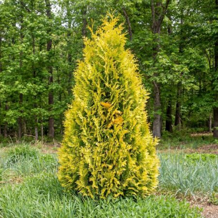 Harilik elupuu 'Yellow Ribbon'C2 25/30cm