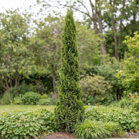 Harilik elupuu 'Degroot Spire'C2 30/35cm