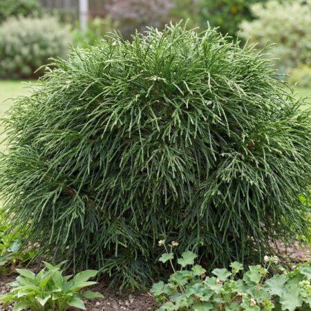 Hiigel-elupuu 'Whipcord' C7,5 25/30cm