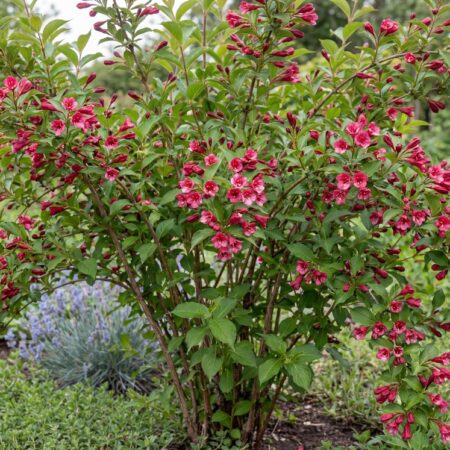 Veigela 'Bristol Ruby' C10 60-80 cm