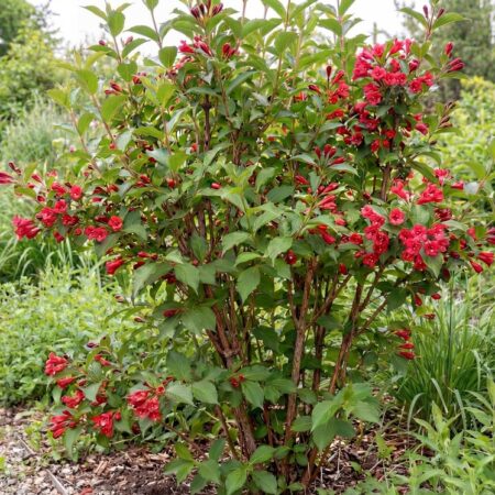 Kaunis veigela 'Red Prince' C3 40/50CM