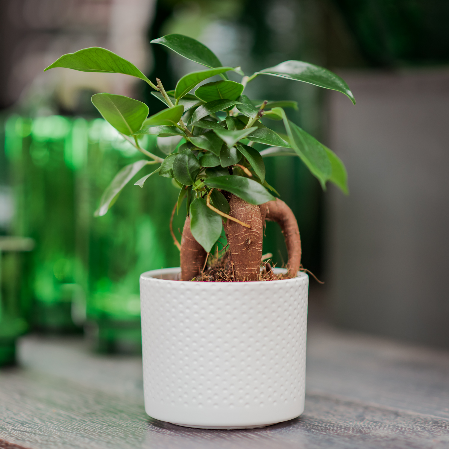 Viigipuu 'Gingseng' - Image 3