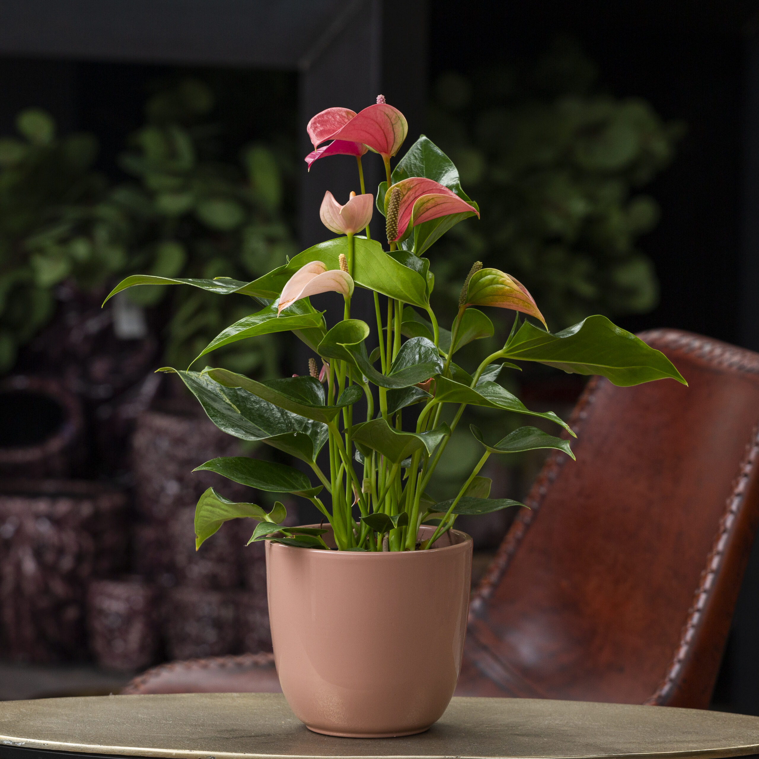 Flamingolill 'Maine'
