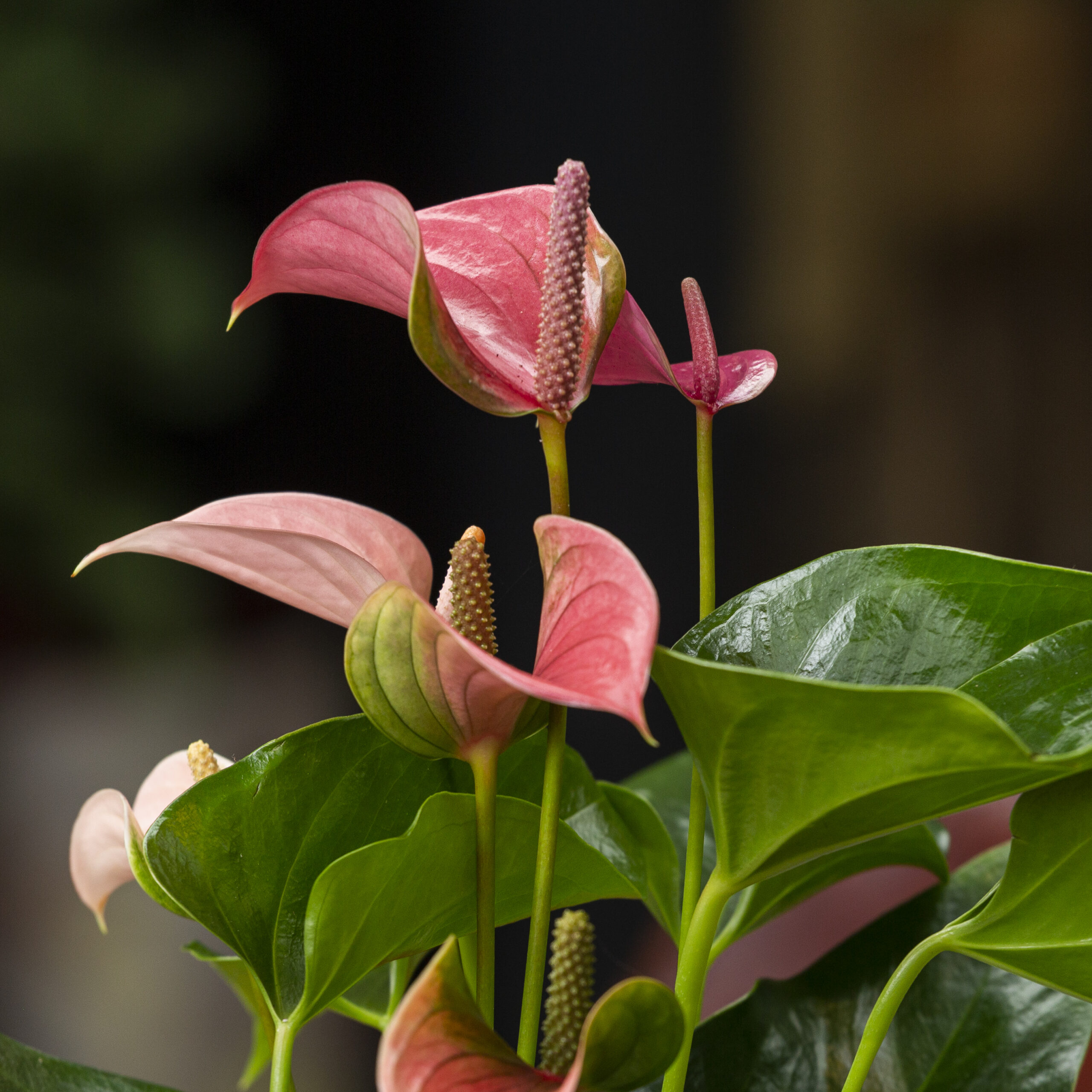 Flamingolill 'Maine' - Pilt 4