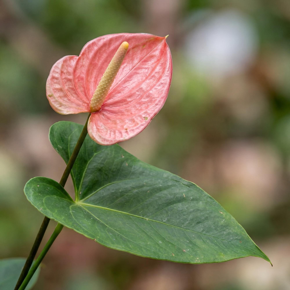 Flamingolill 'Maine' - Image 2